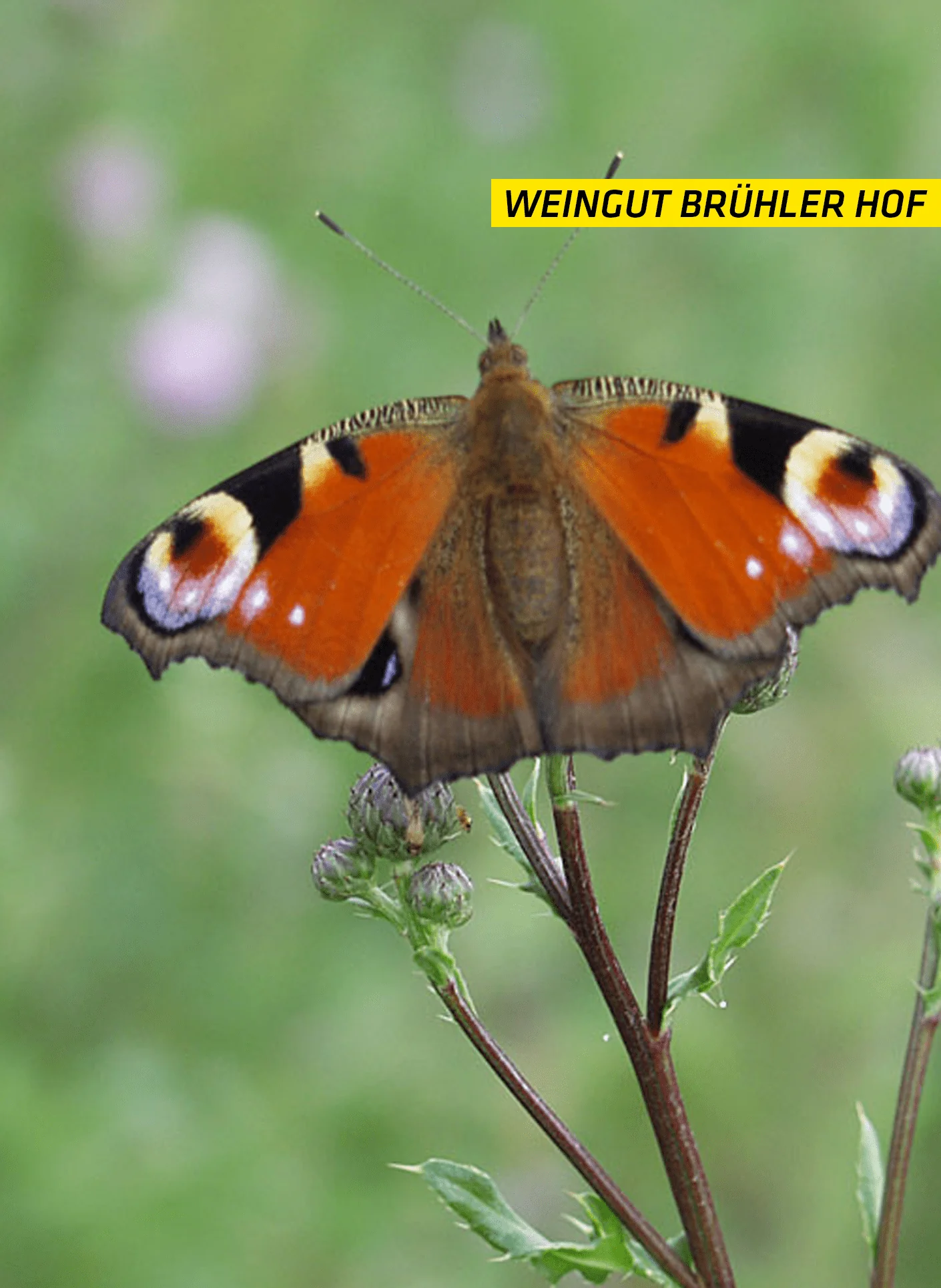 Balsamicoessig, dunkel - Image 2